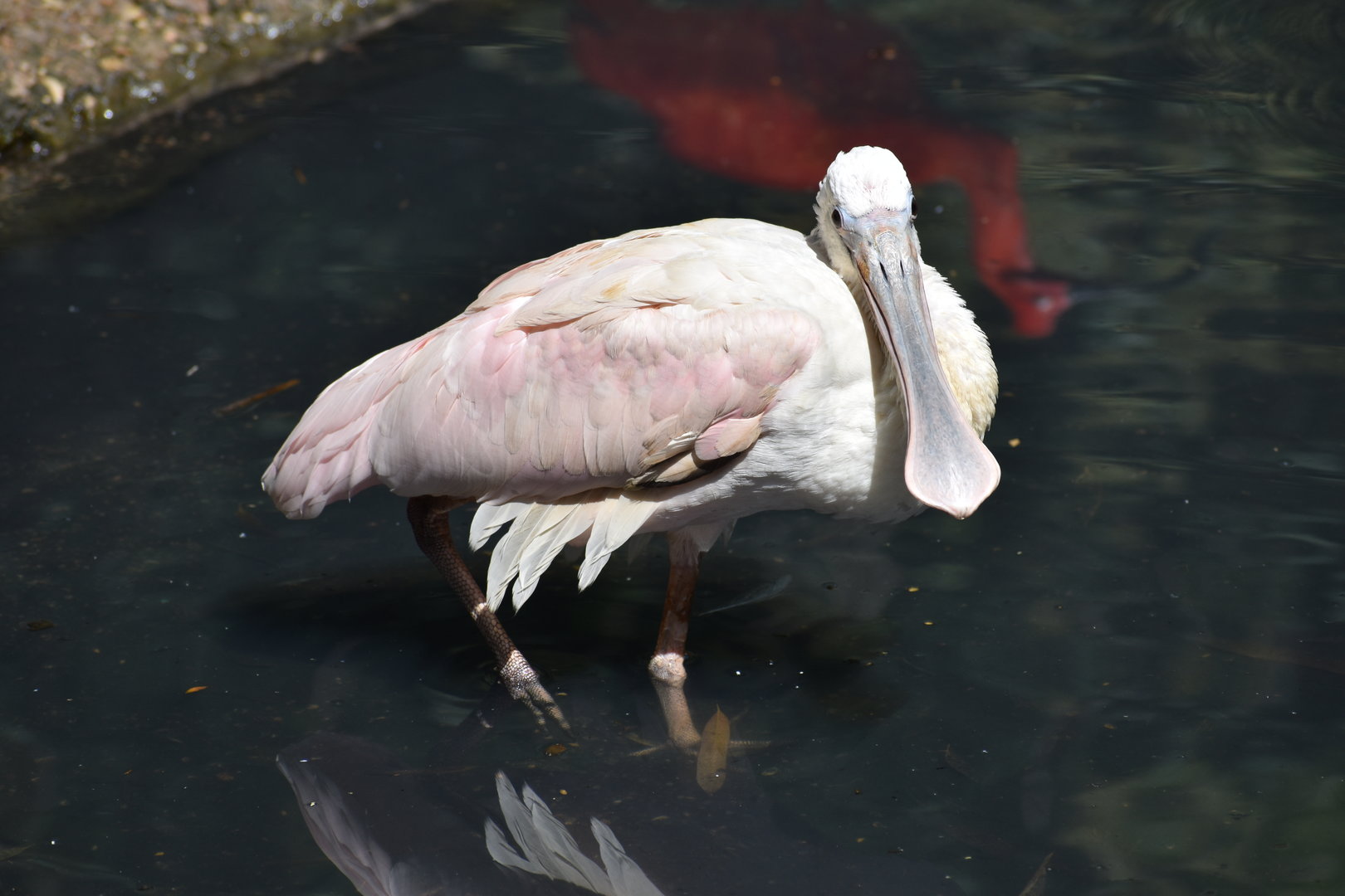 Roseate Spoonbill - Platalea ajaja