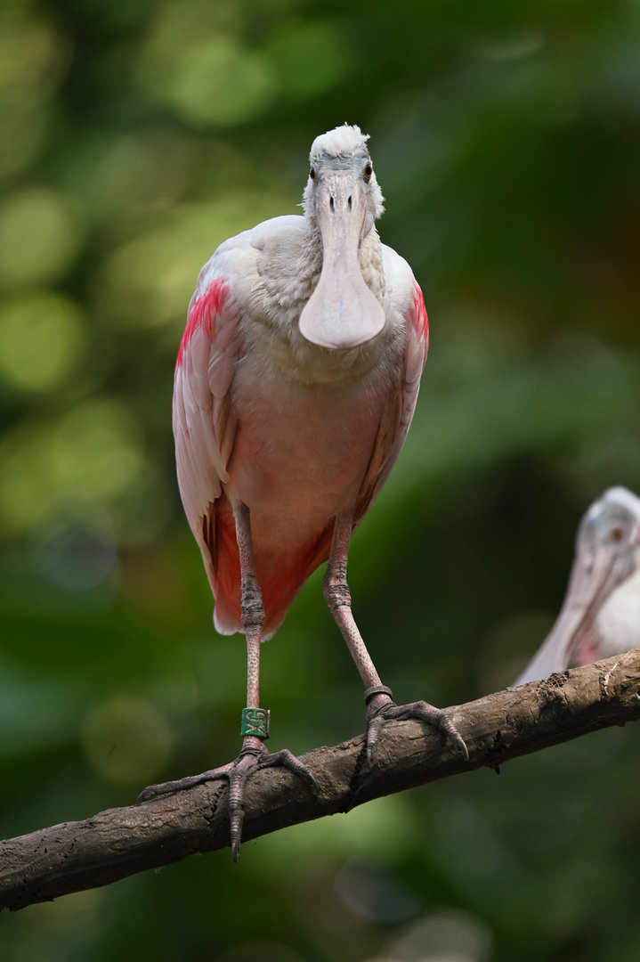Roseate Spoonbill Platalea ajaja