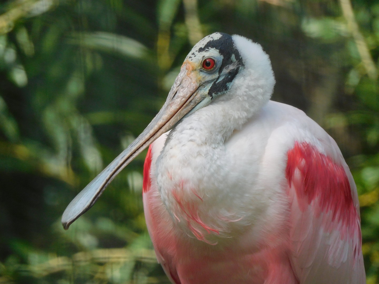 Roseate Spoonbill-Platalea ajaja
