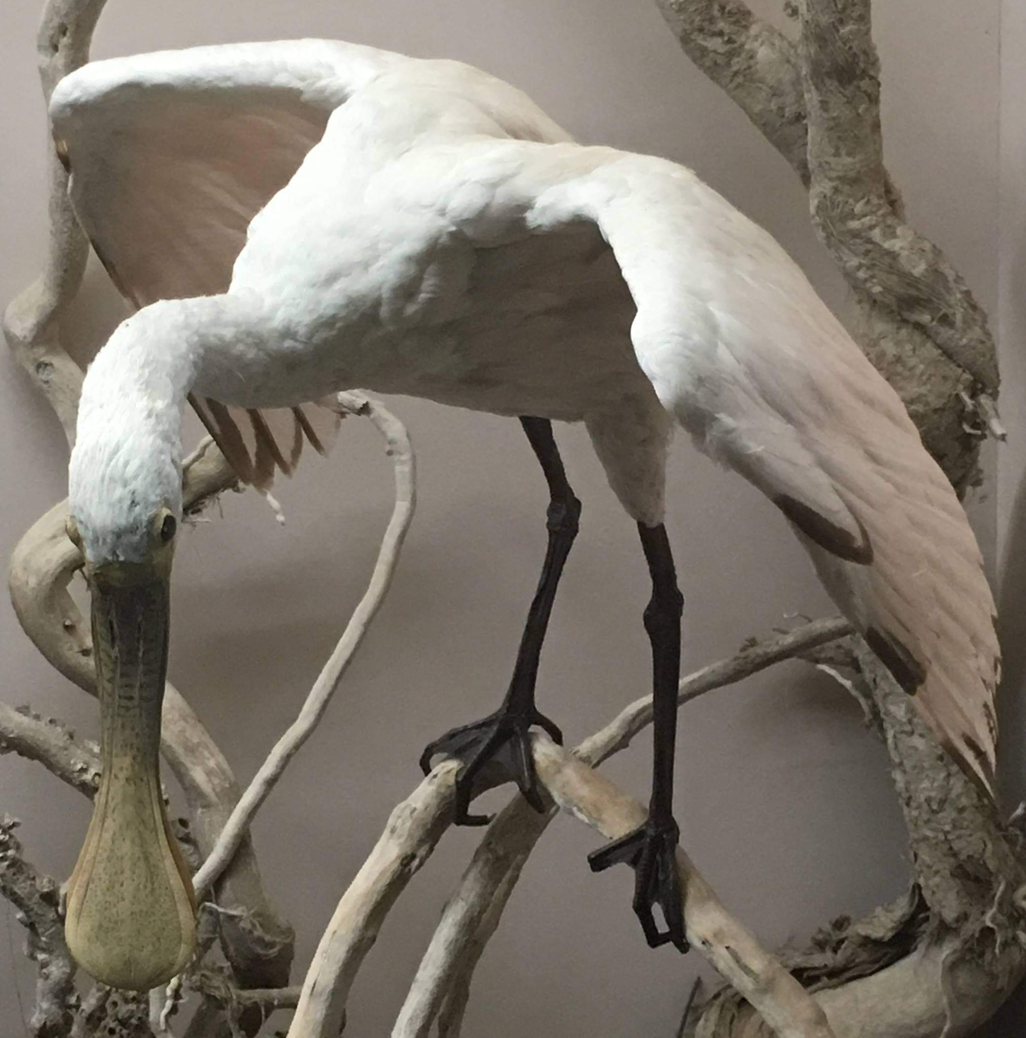 Roseate spoonbill (Platalea ajaja)