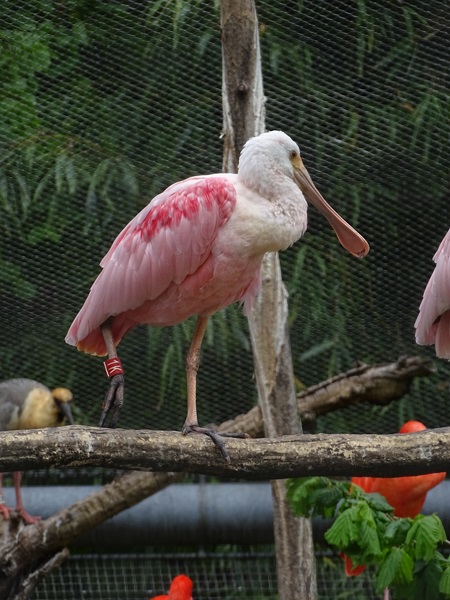 Roseate spoonbill (Platalea ajaja)