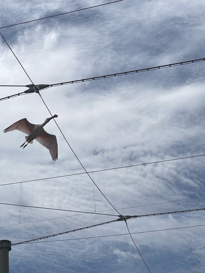 Roseate Spoonbill (Platalea ajaja)