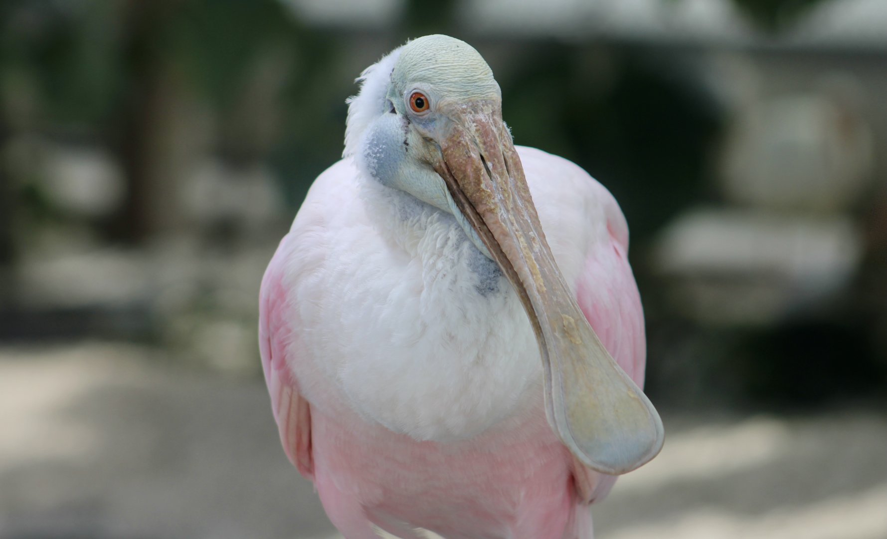 Roseate Spoonbill (Platalea ajaja)