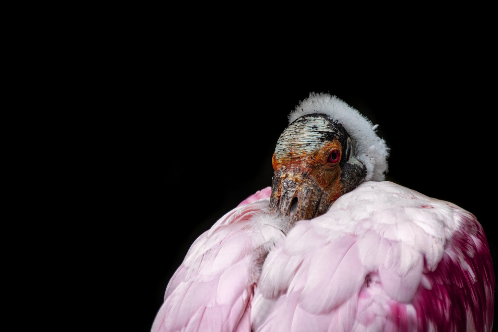 Roseate spoonbill (Platalea ajaja)