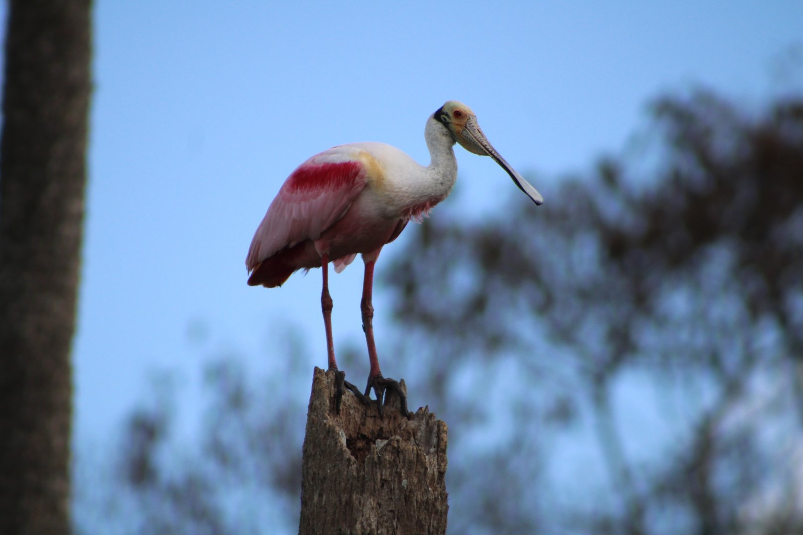 Roseate Spoonbill (Platalea ajaja)