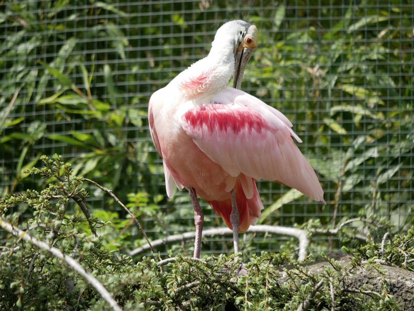 Roseate spoonbill (Platalea ajaja)