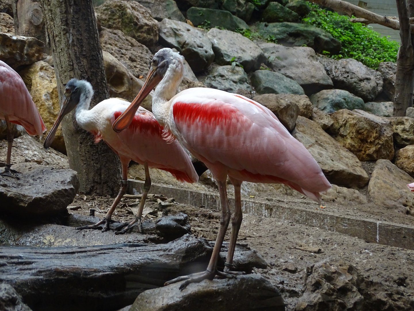 Roseate spoonbill (Platalea ajaja)