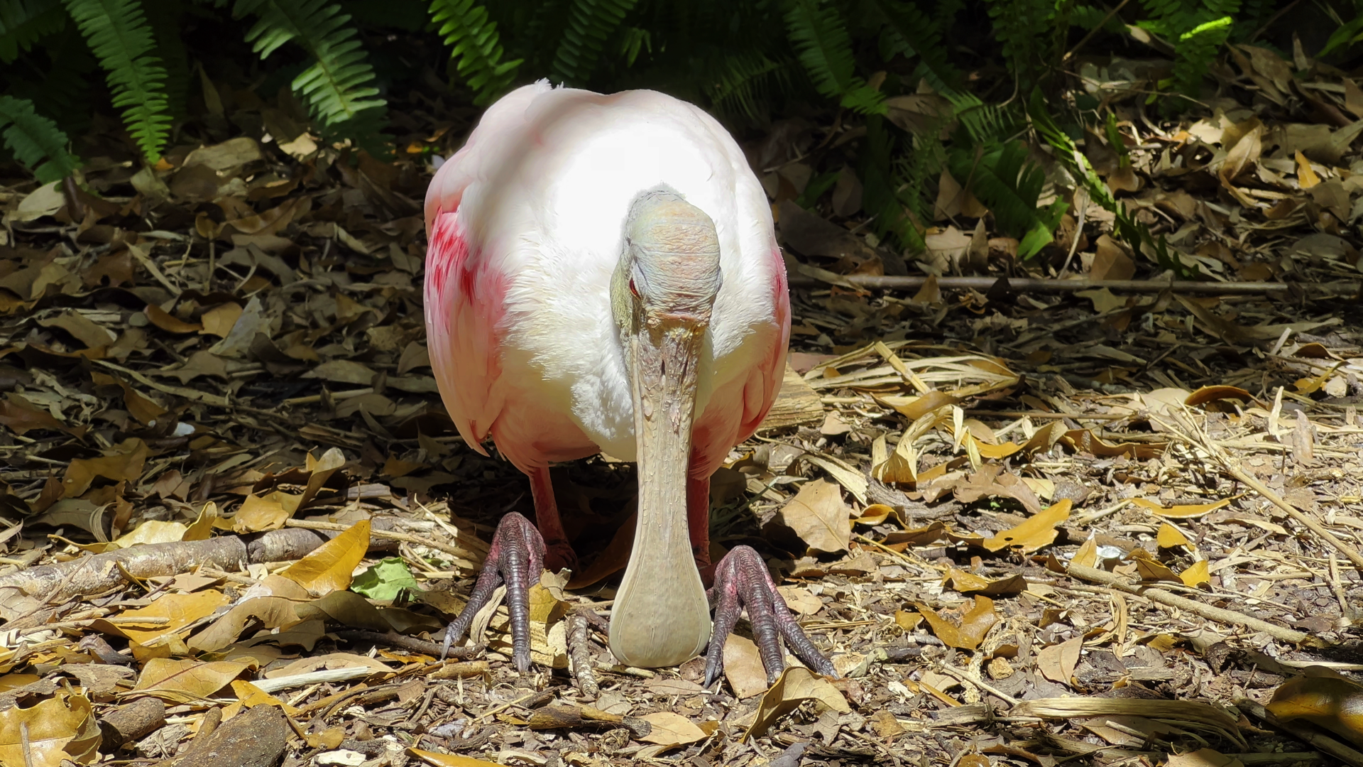 Roseate Spoonbill Resting