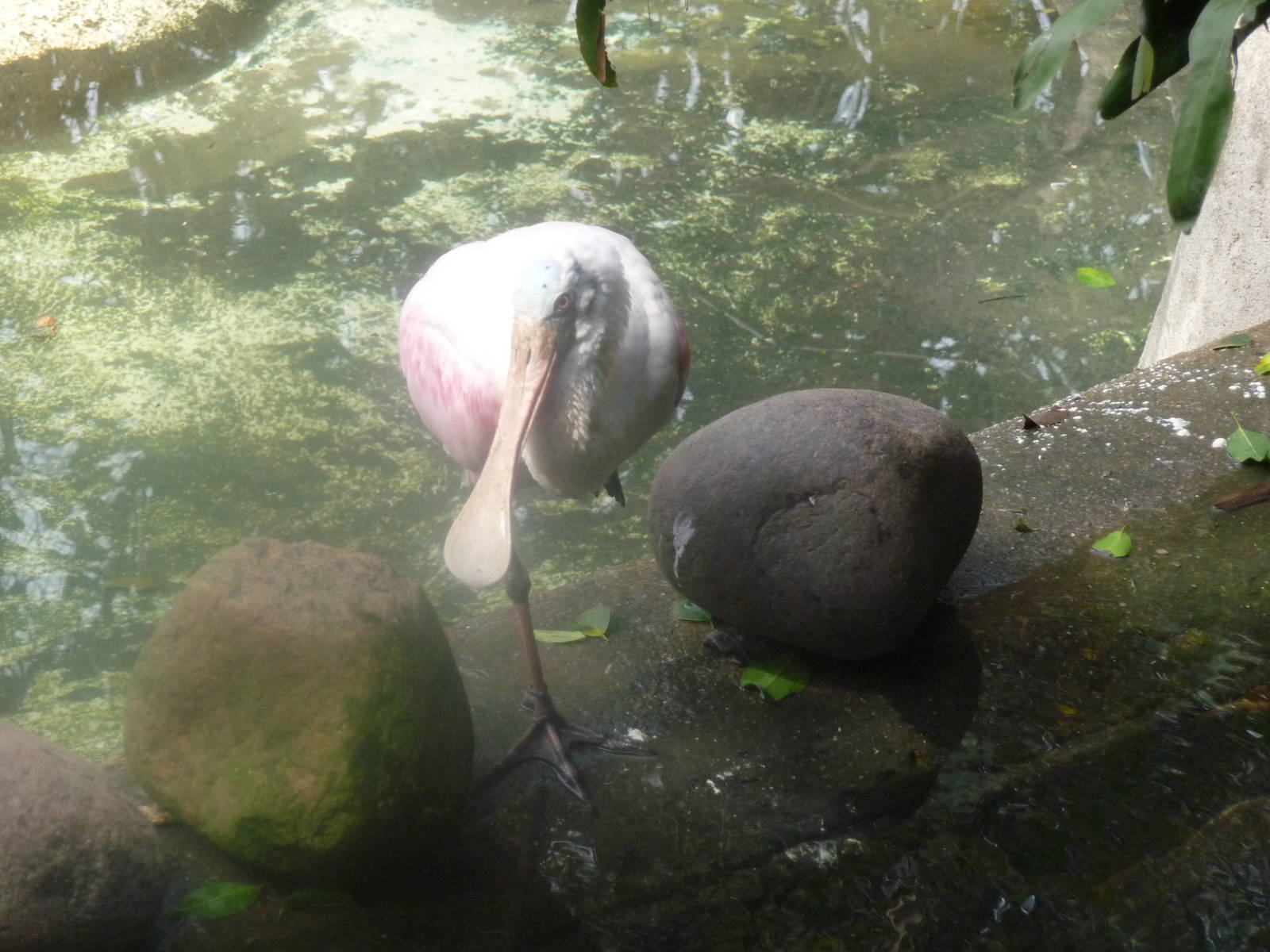 roseate spoonbill riozoo