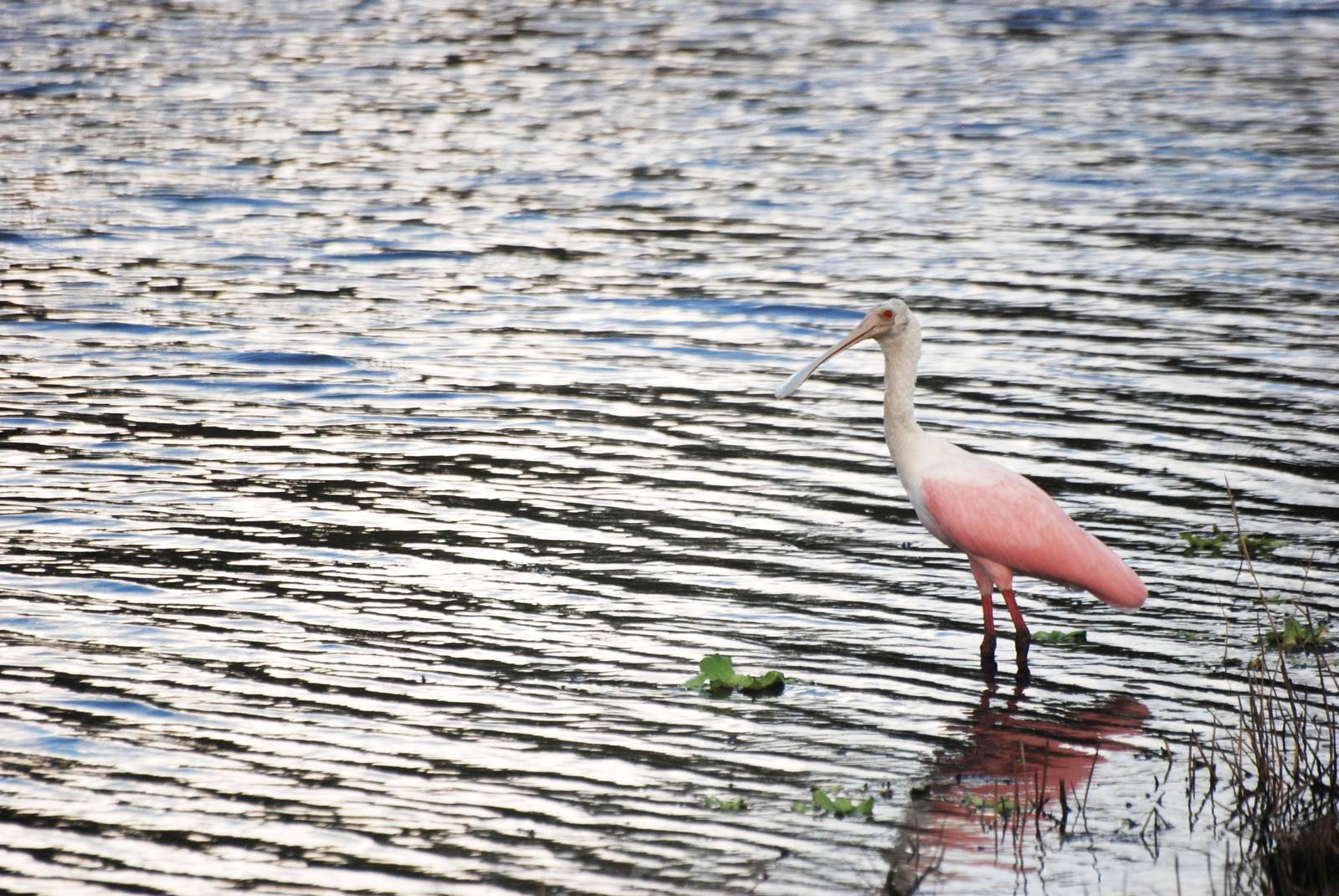 Roseate Spoonbill, Sarasota, October 2013