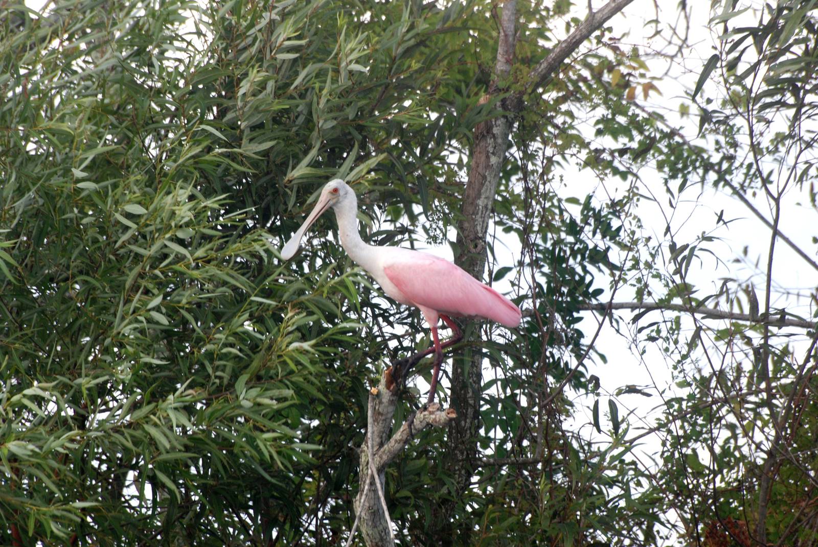 Roseate Spoonbill, Sarasota, October 2013