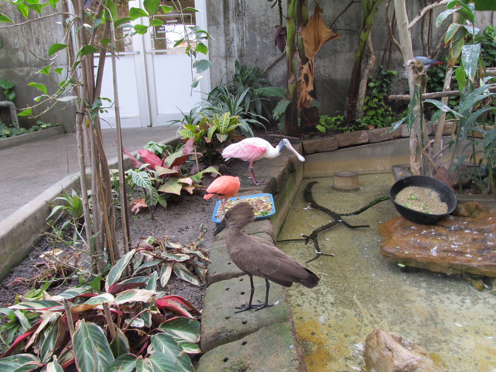 Roseate Spoonbill, Scarlet Ibis, and Hammerkop