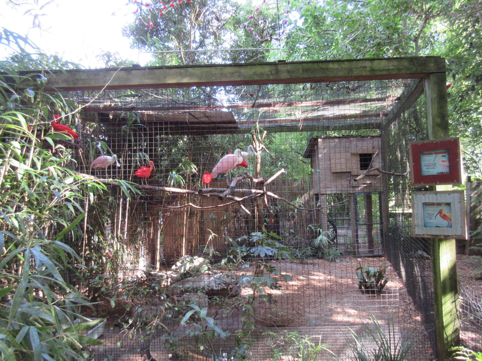 Roseate Spoonbill/Scarlet Ibis Exhibit