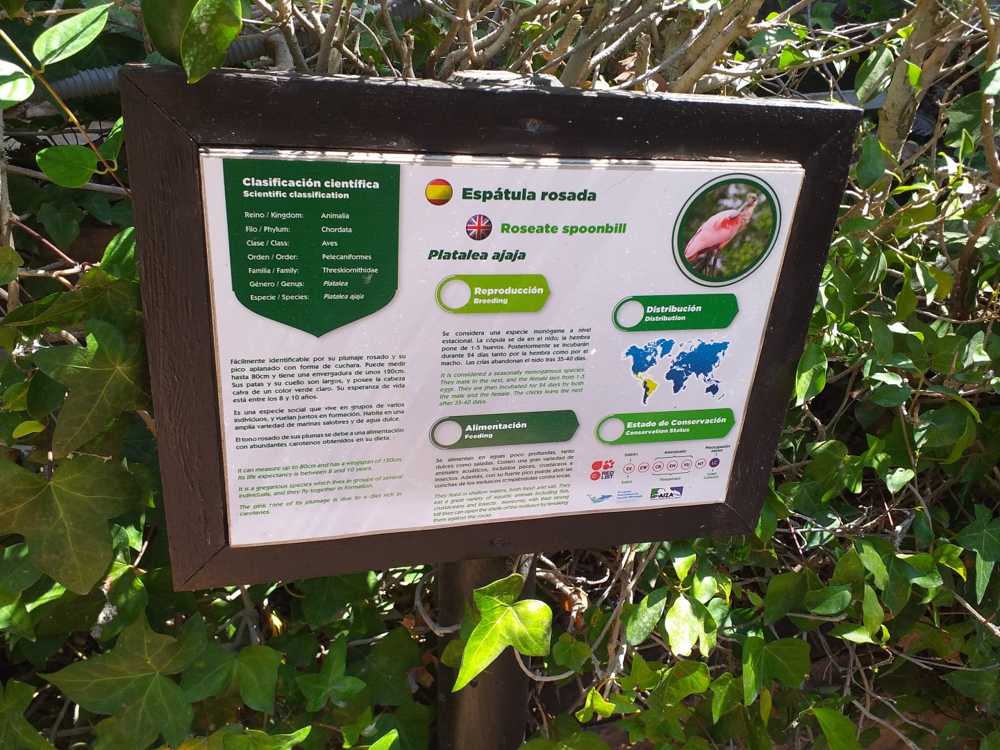 Roseate spoonbill sign -MundoMar Benidorm (2021)