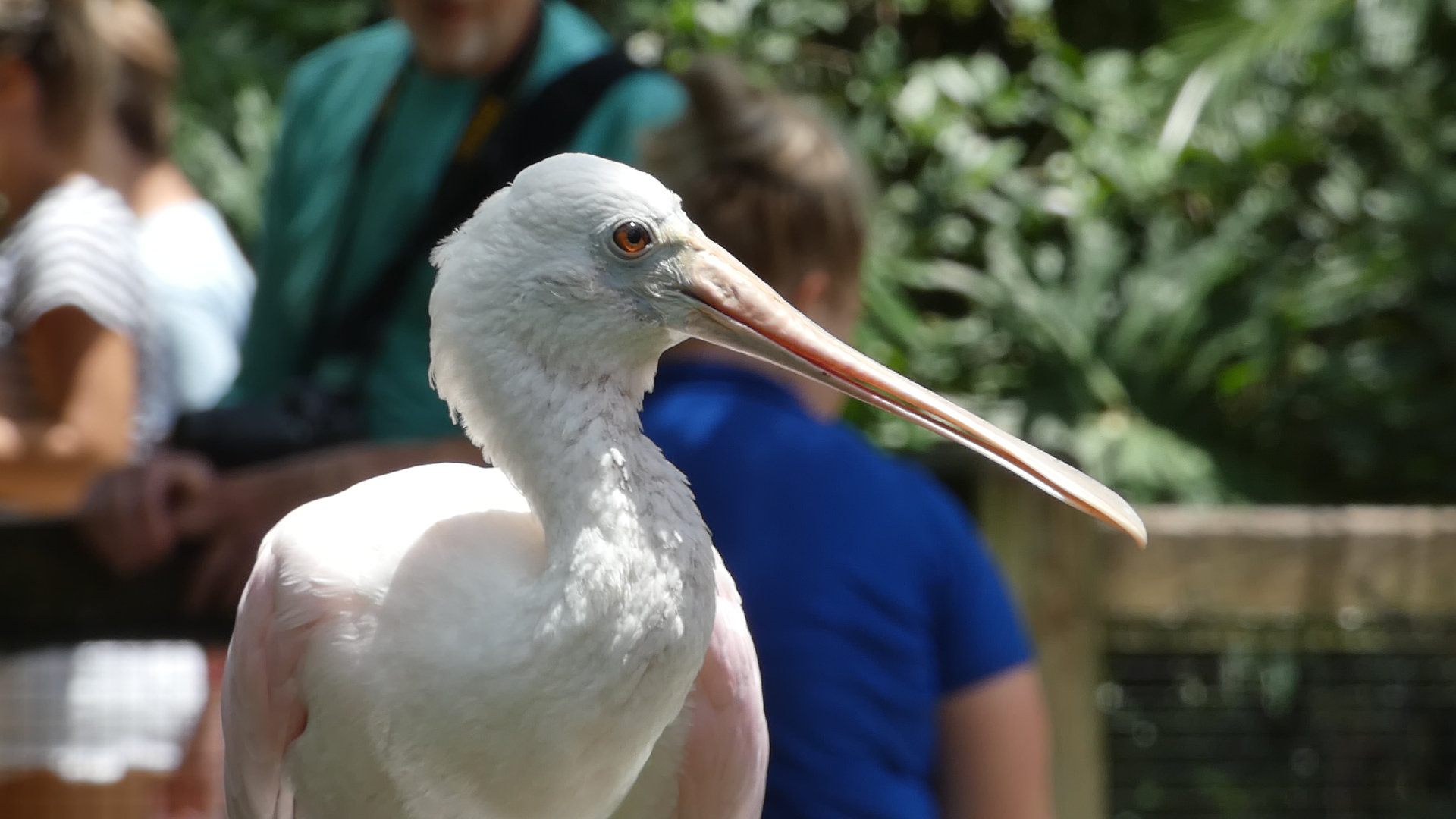 Roseate Spoonbill, South America: Range of the Jaguar - June 2022