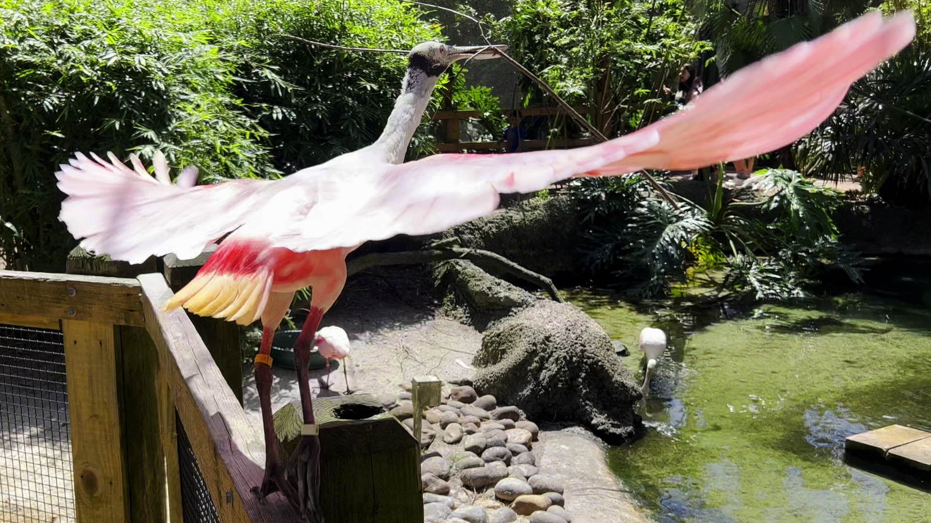 Roseate Spoonbill Taking Off