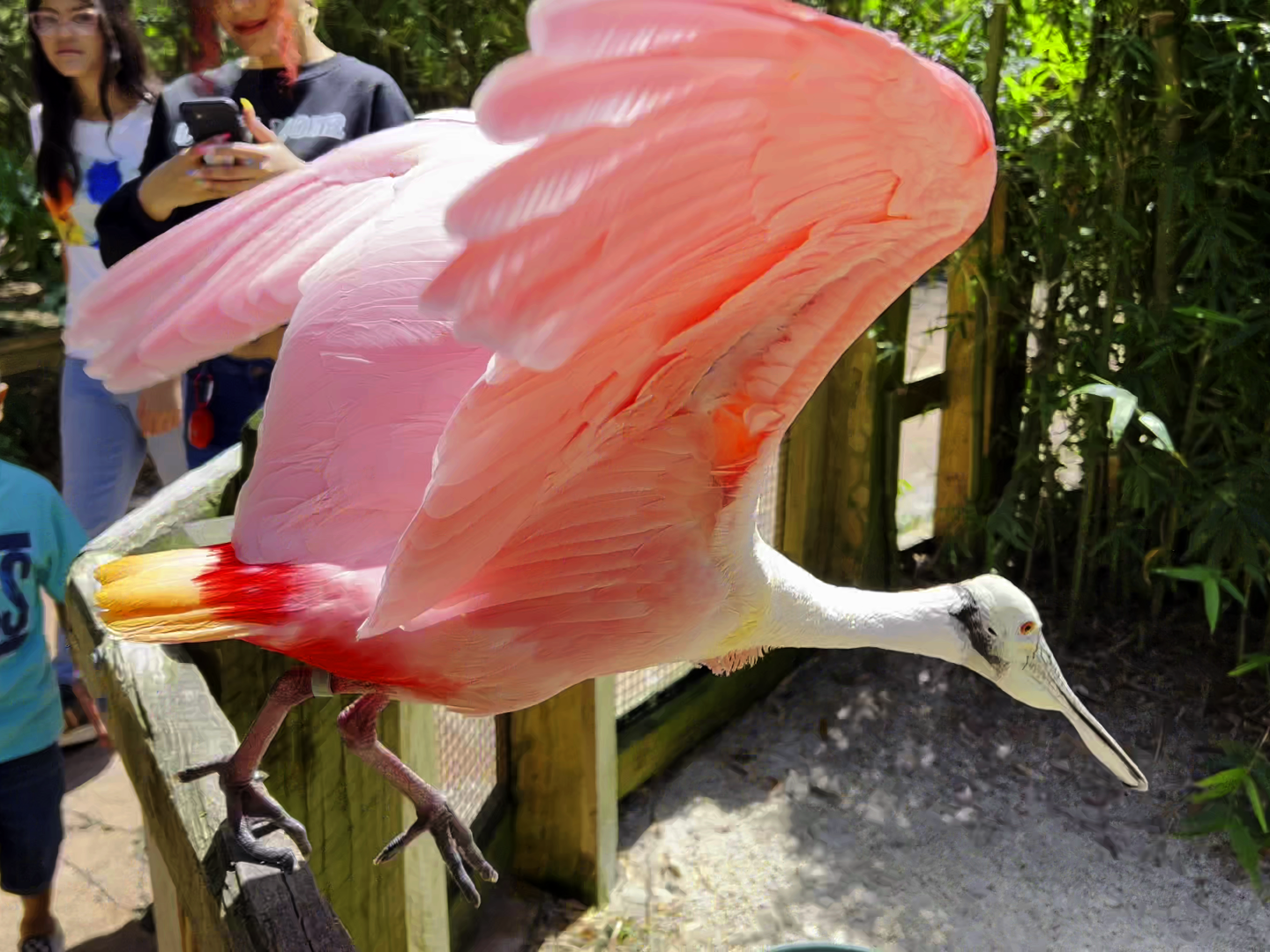 Roseate Spoonbill Taking Off