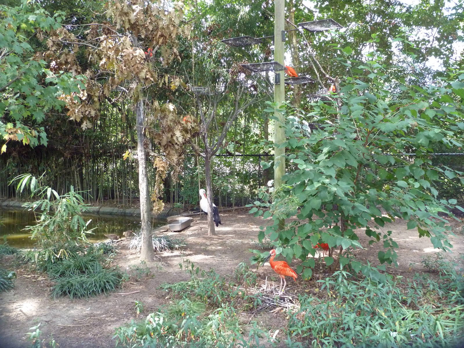 Roseate Spoonbill/White Stork/Scarlet Ibis Exhibit