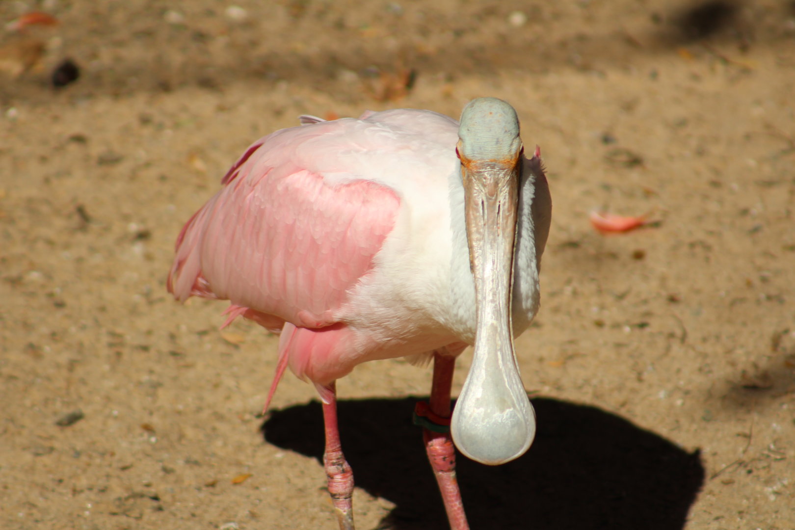 Roseate Spoonbill - Wild Texas!