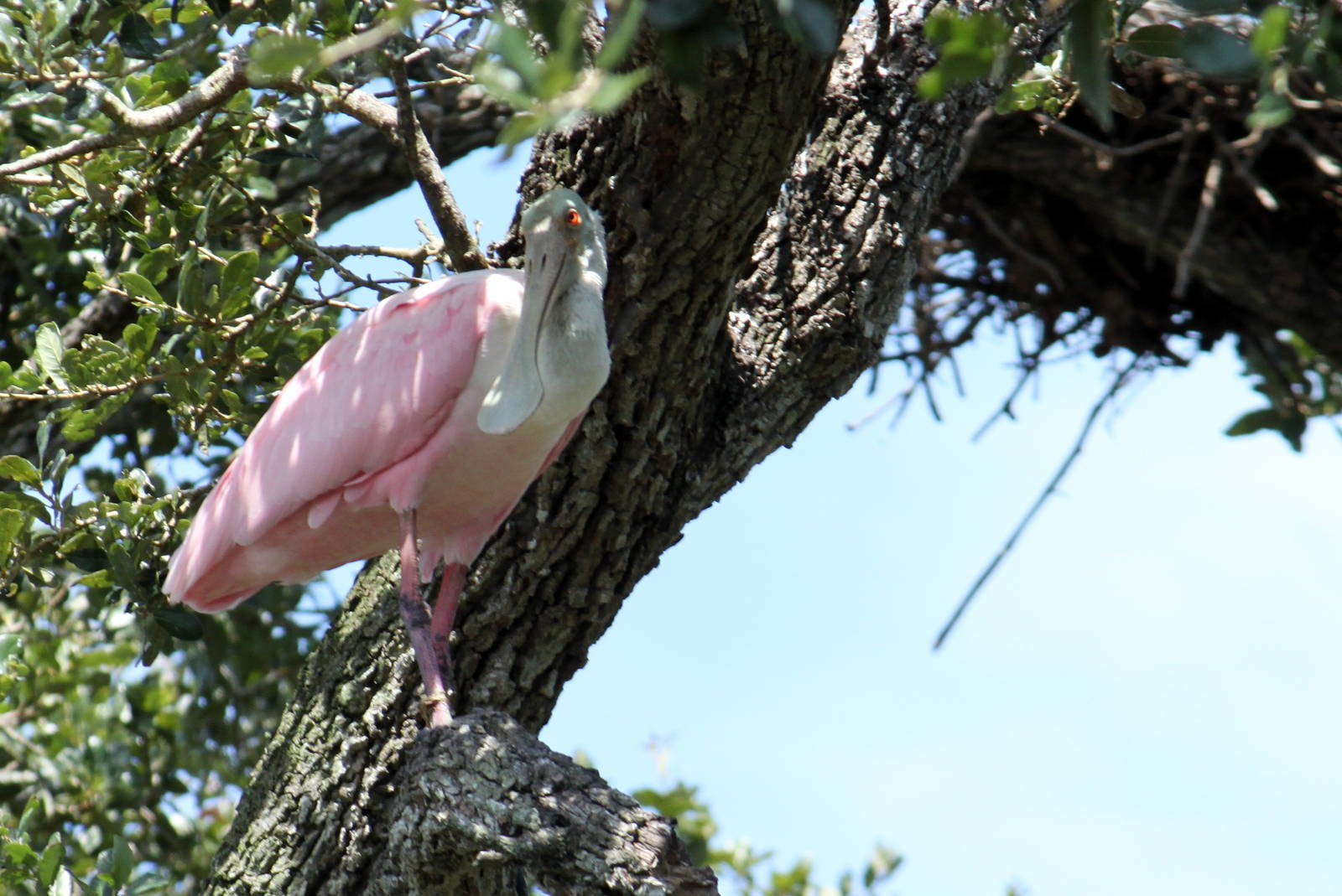 Roseate Spoonbill (wild)