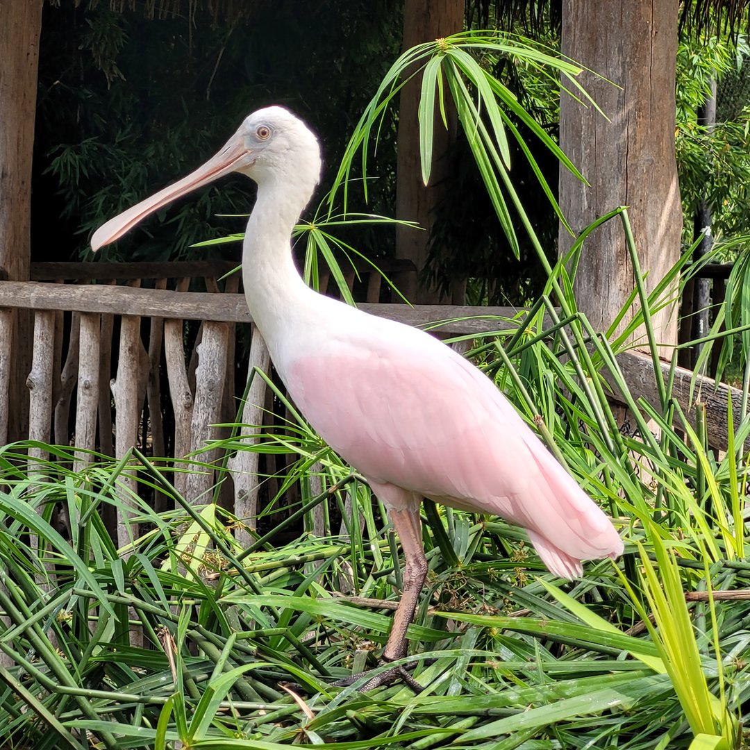 Roseate spoonbill -Zoo de Labenne (2023)