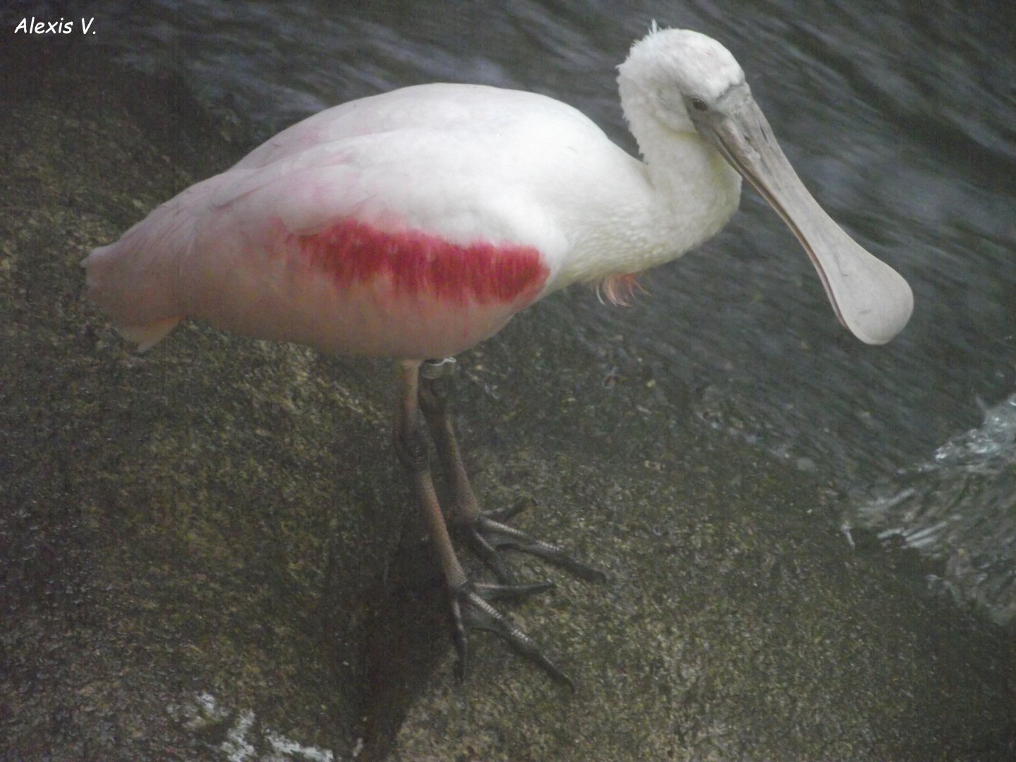 Roseate Spoonbill - Zooparc de Beauval - 08/2023