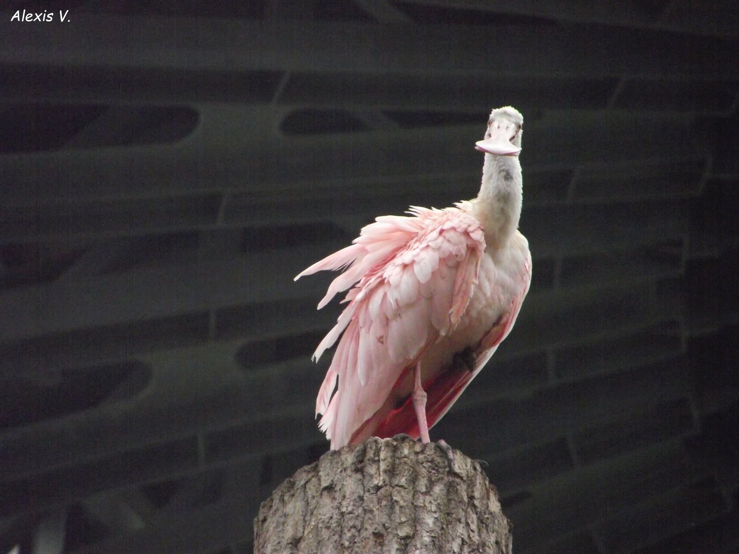Roseate Spoonbill - Zooparc de Beauval - 11/2021