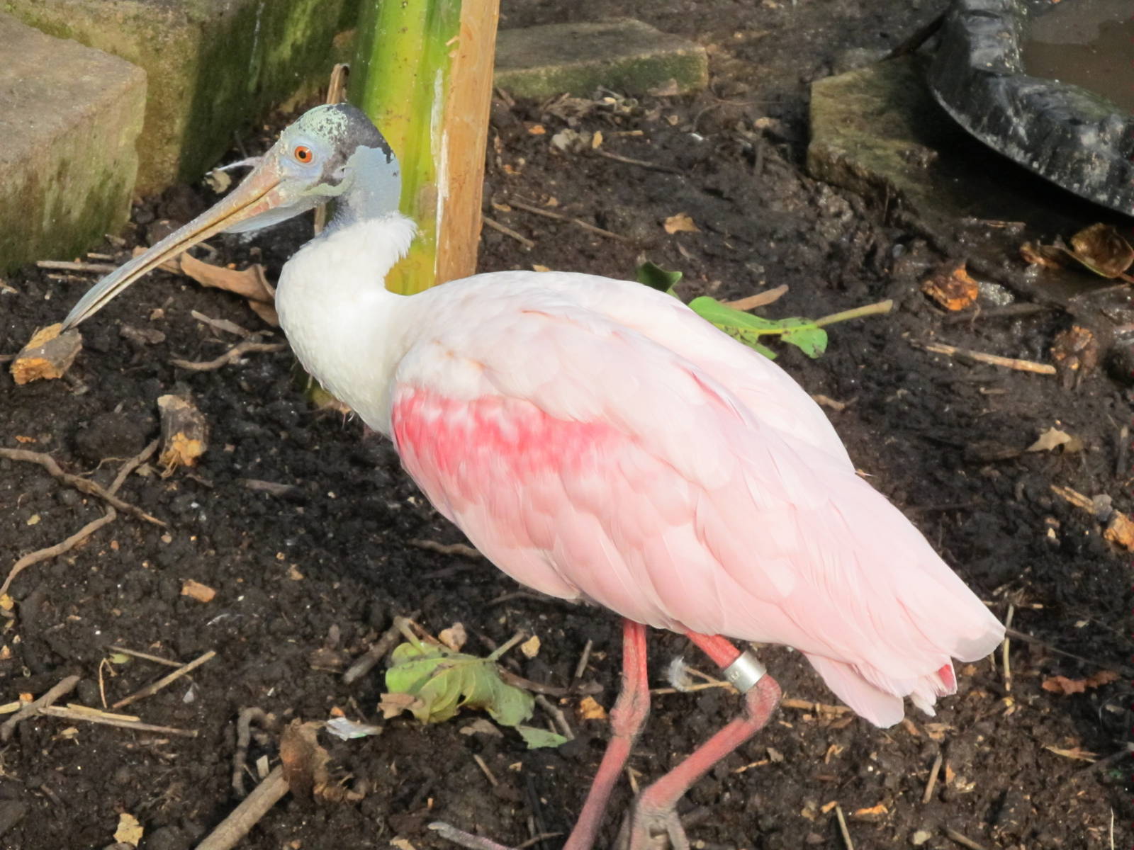 Roseate Spoonbill