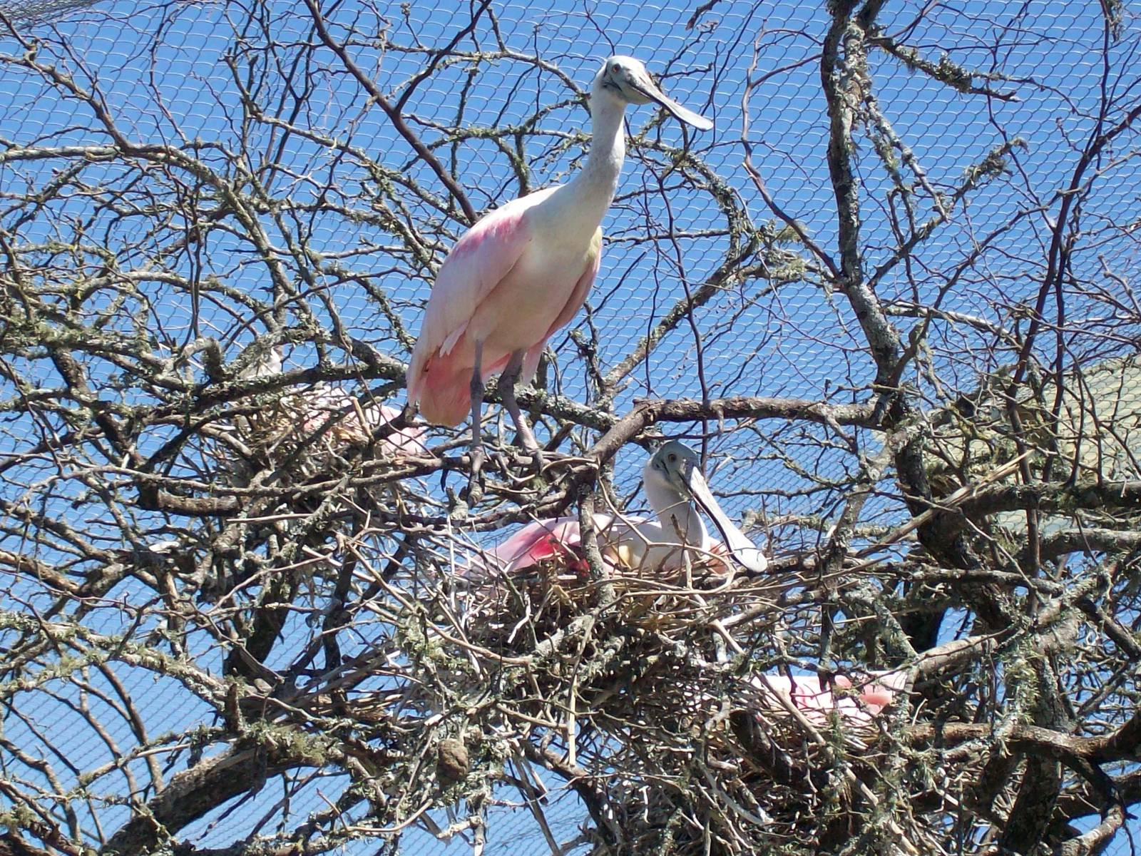 Roseate Spoonbill