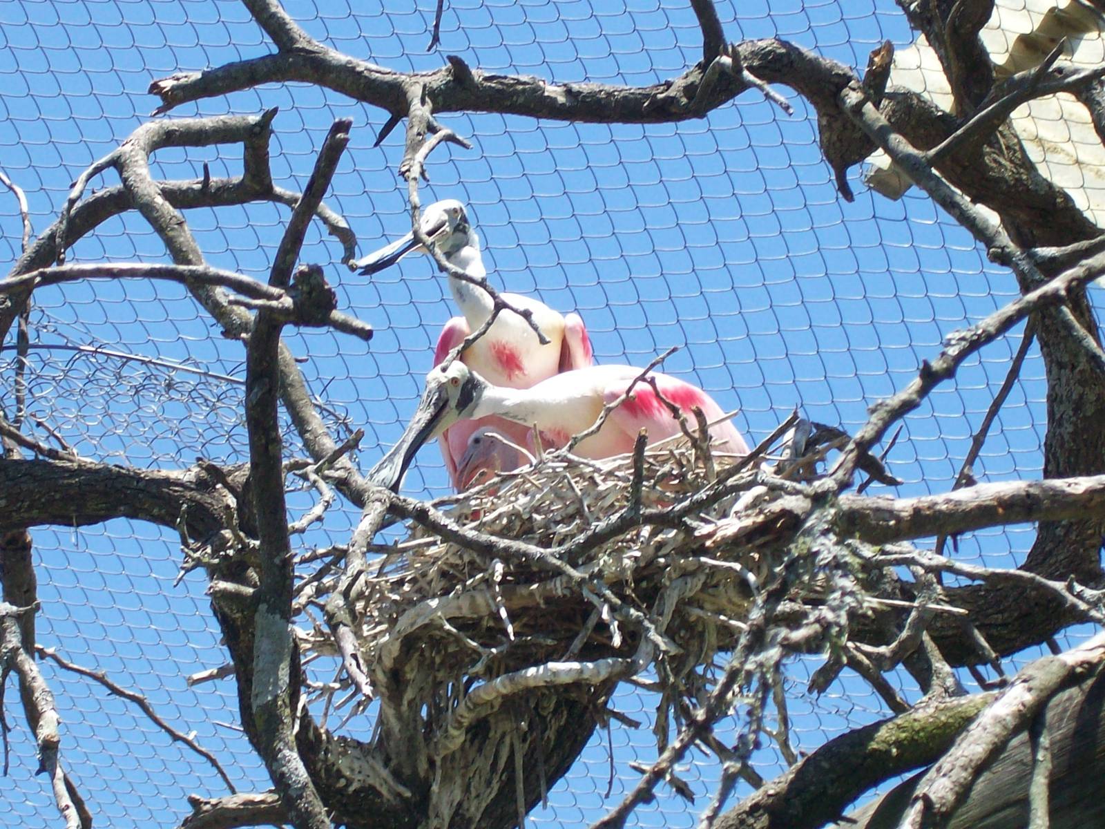 Roseate Spoonbill