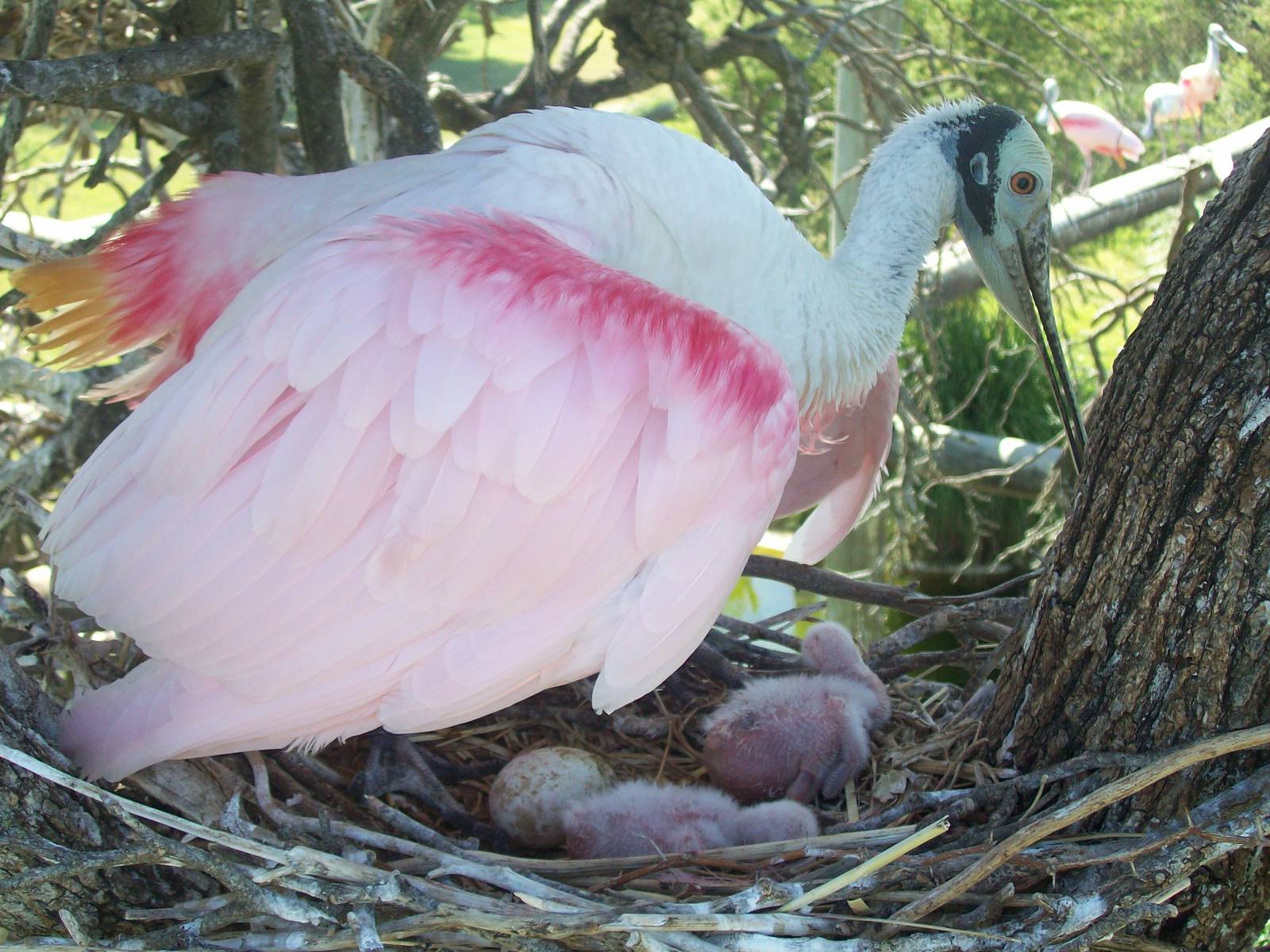 Roseate Spoonbill
