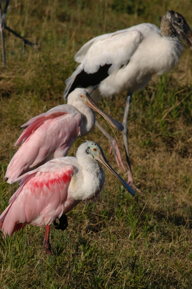 Roseate Spoonbill
