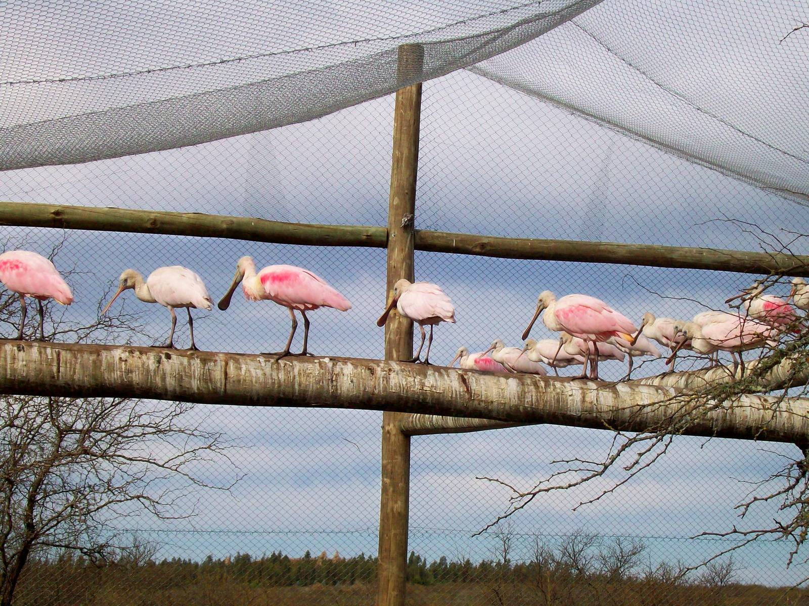 Roseate Spoonbill