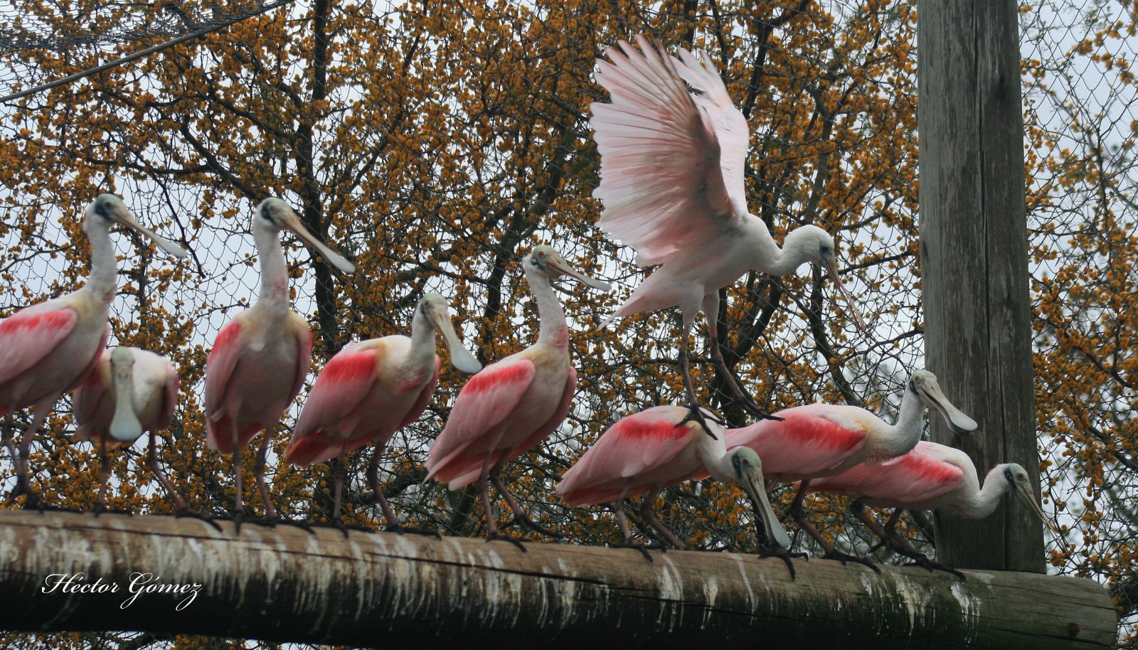 Roseate Spoonbill