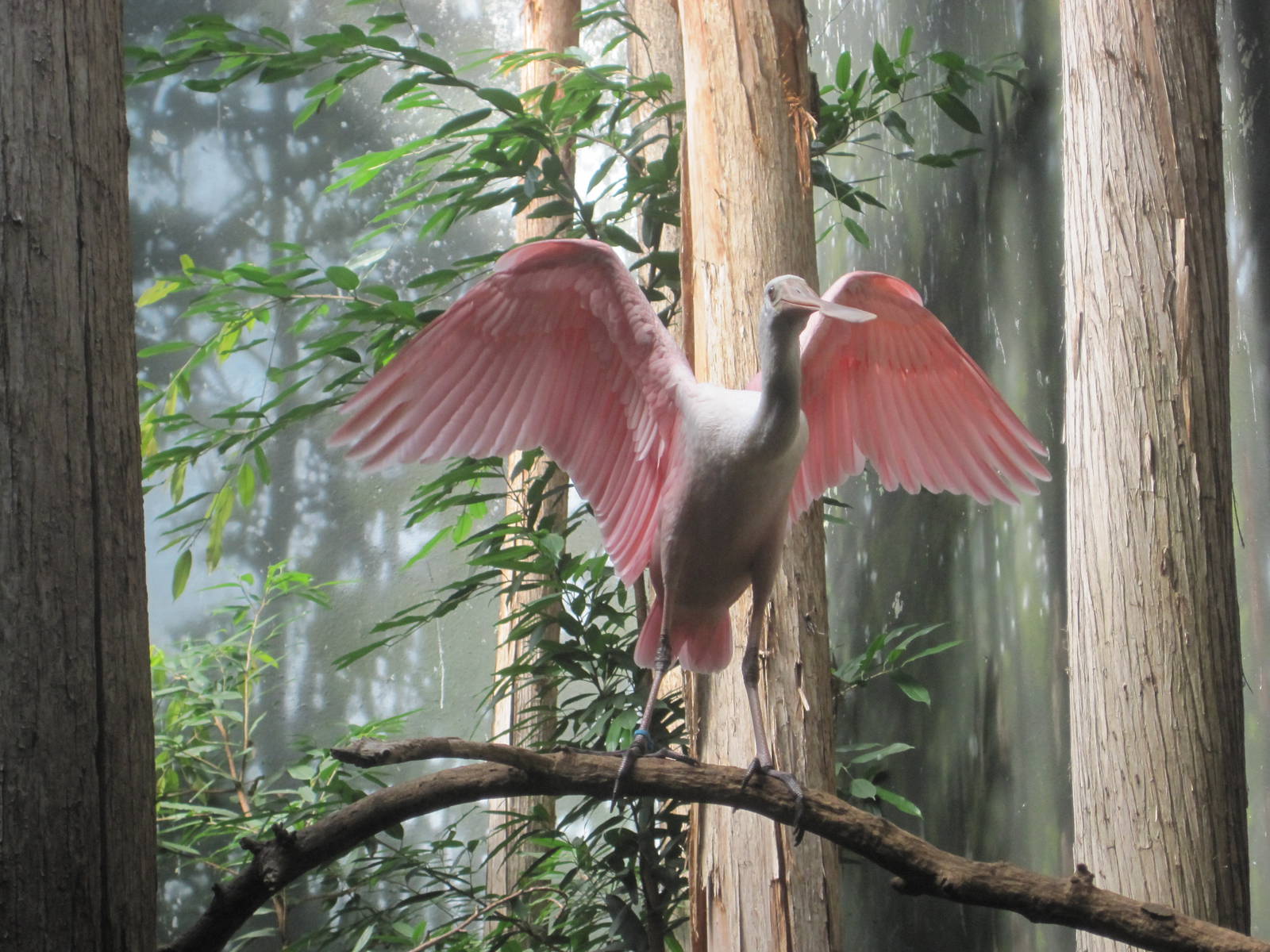 Roseate Spoonbill