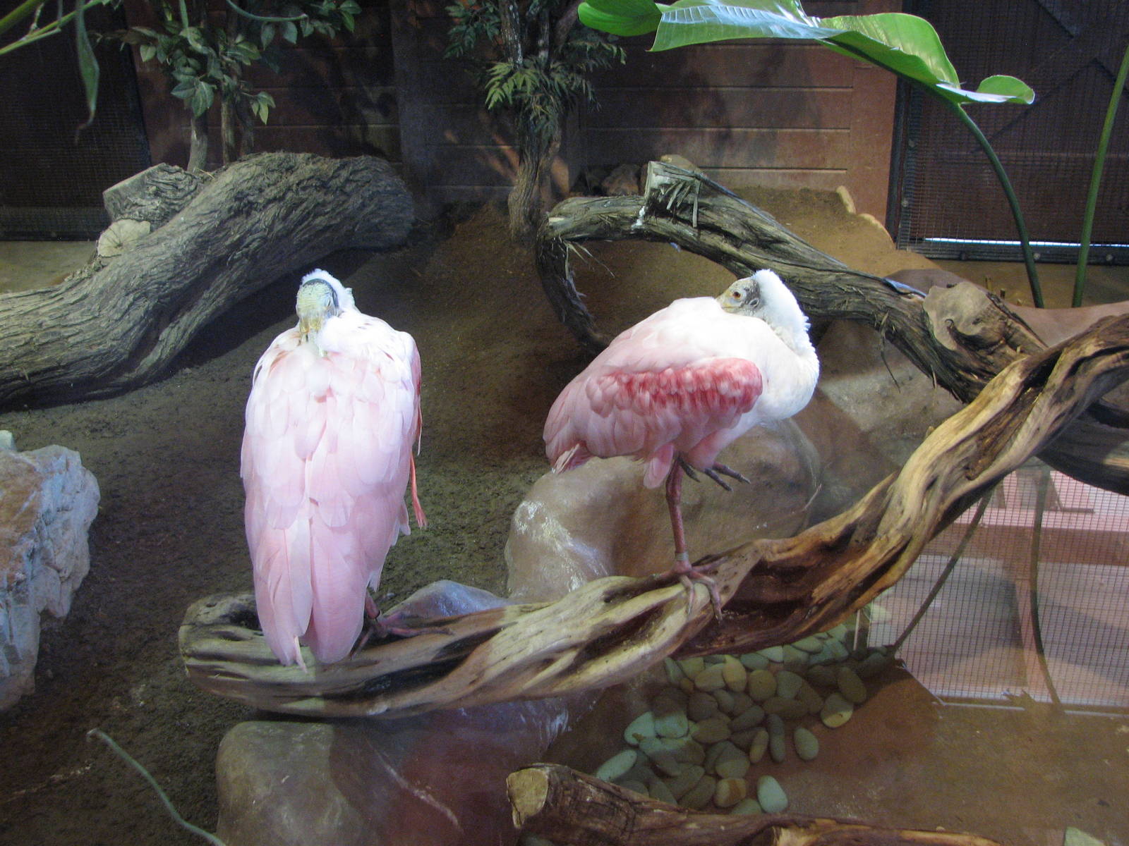 Roseate Spoonbill