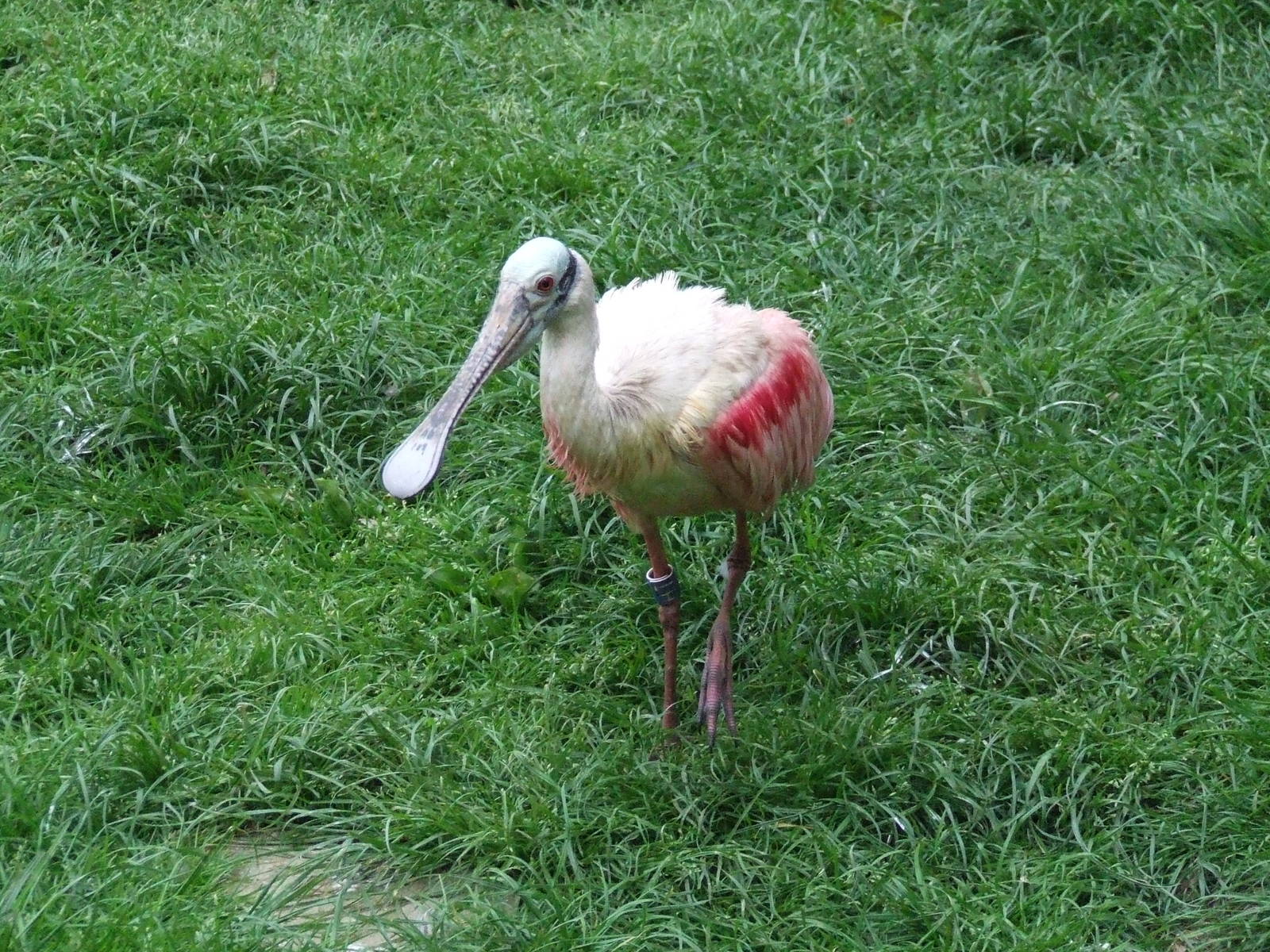 Roseate Spoonbill