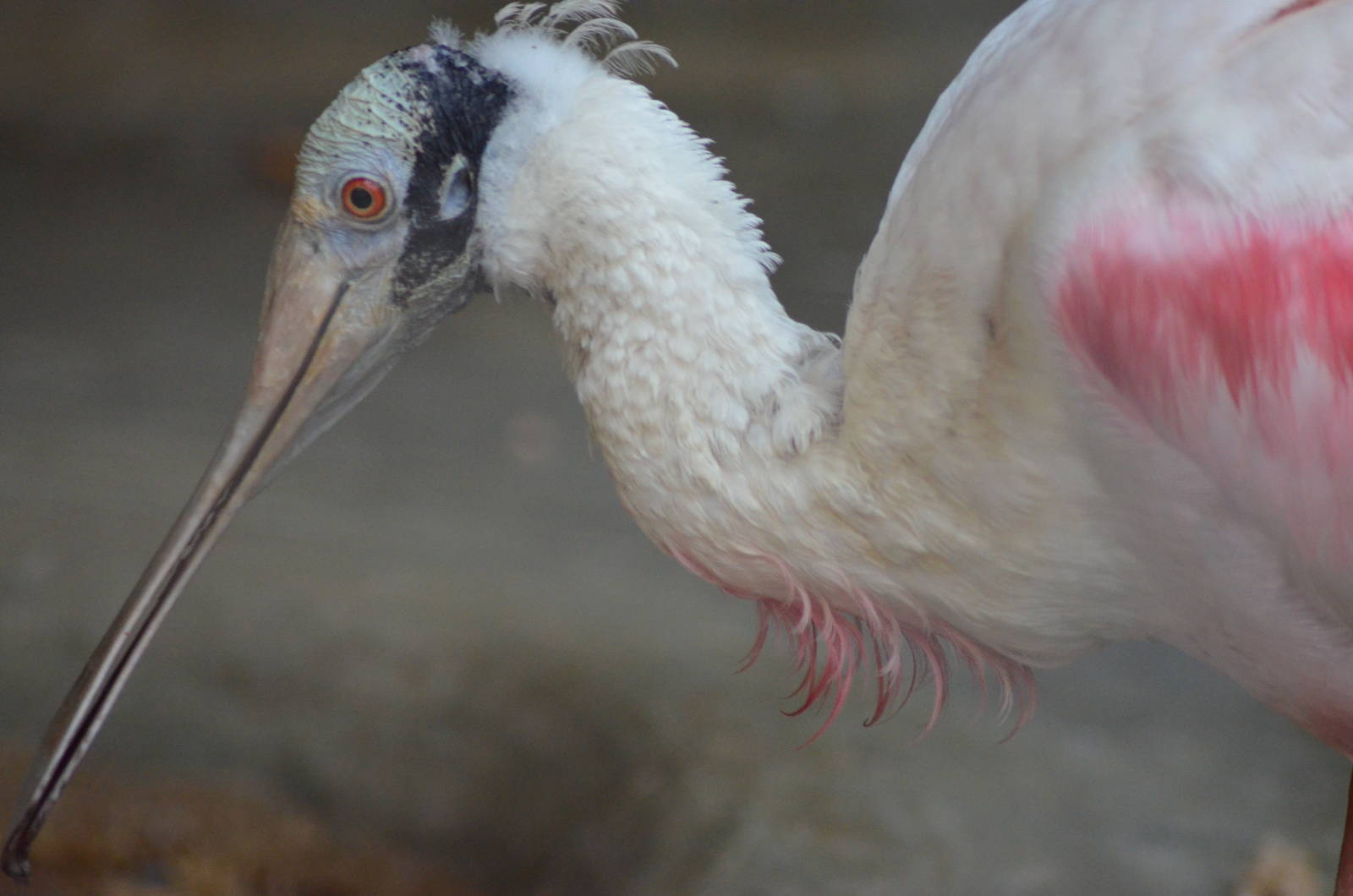 Roseate Spoonbill