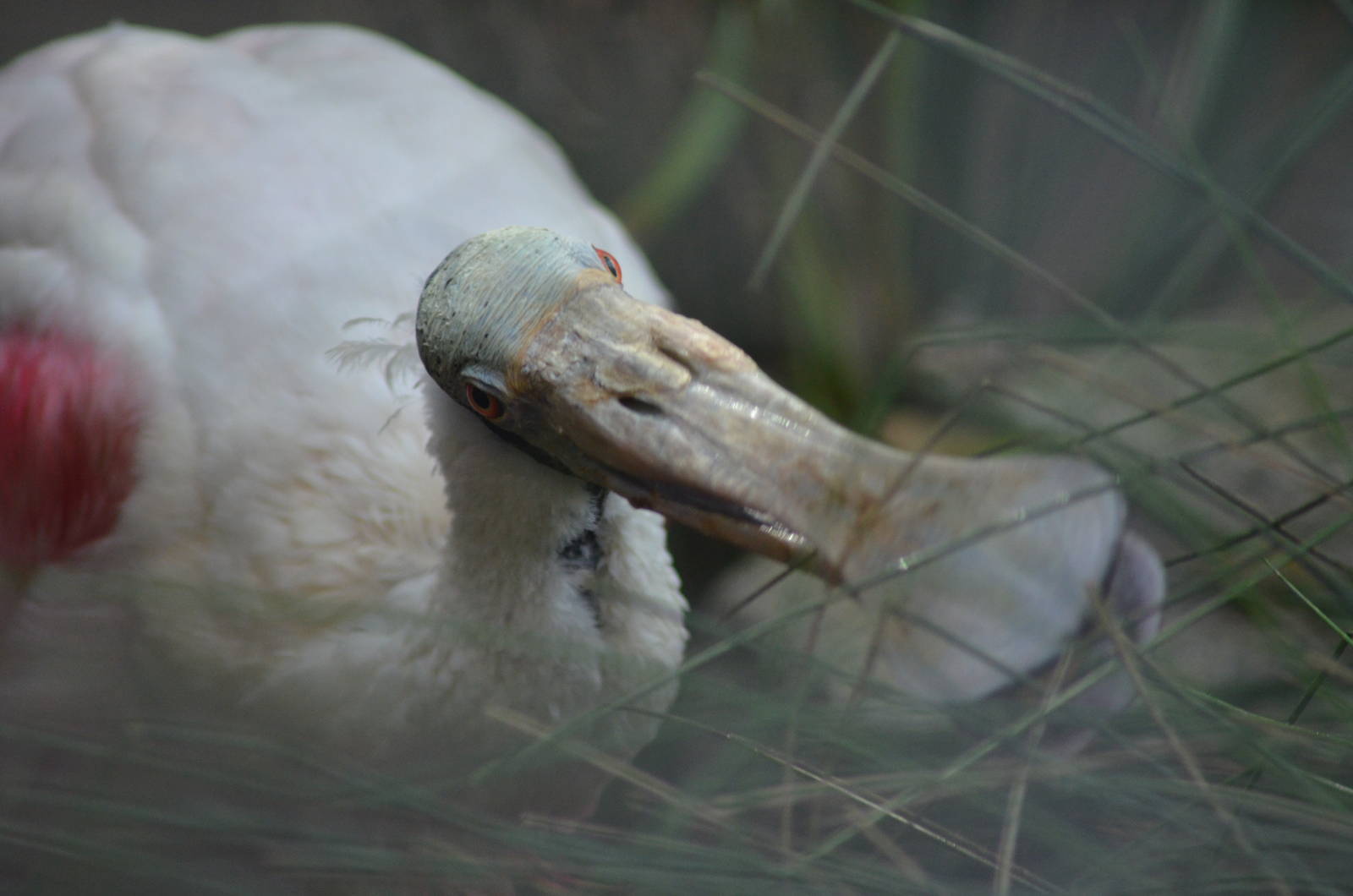 Roseate Spoonbill
