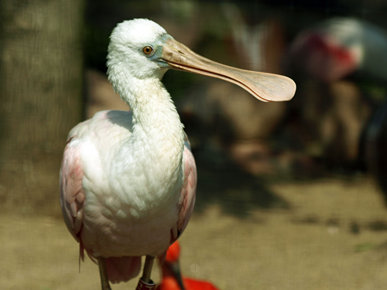 Roseate spoonbill