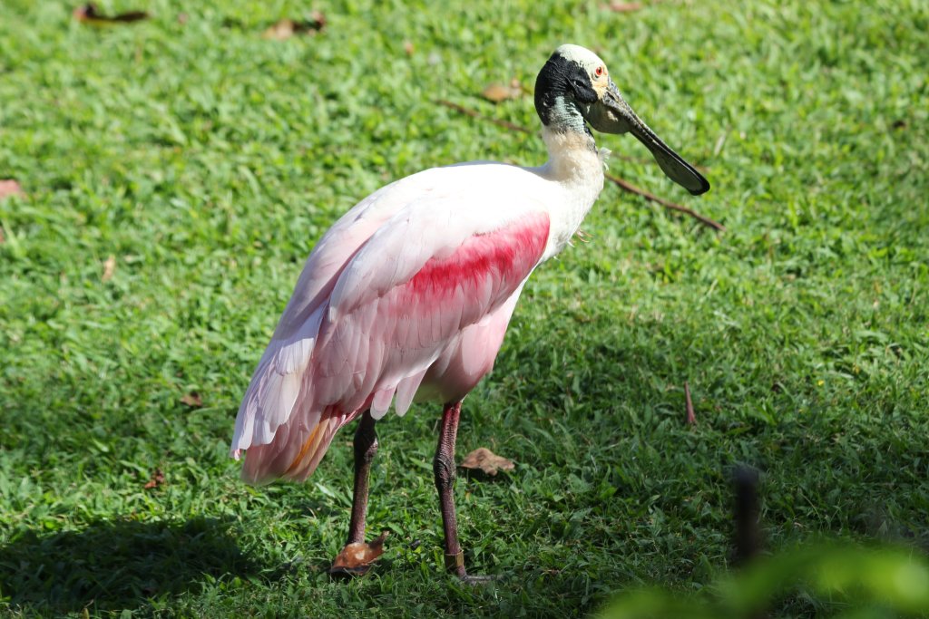 Roseate Spoonbill