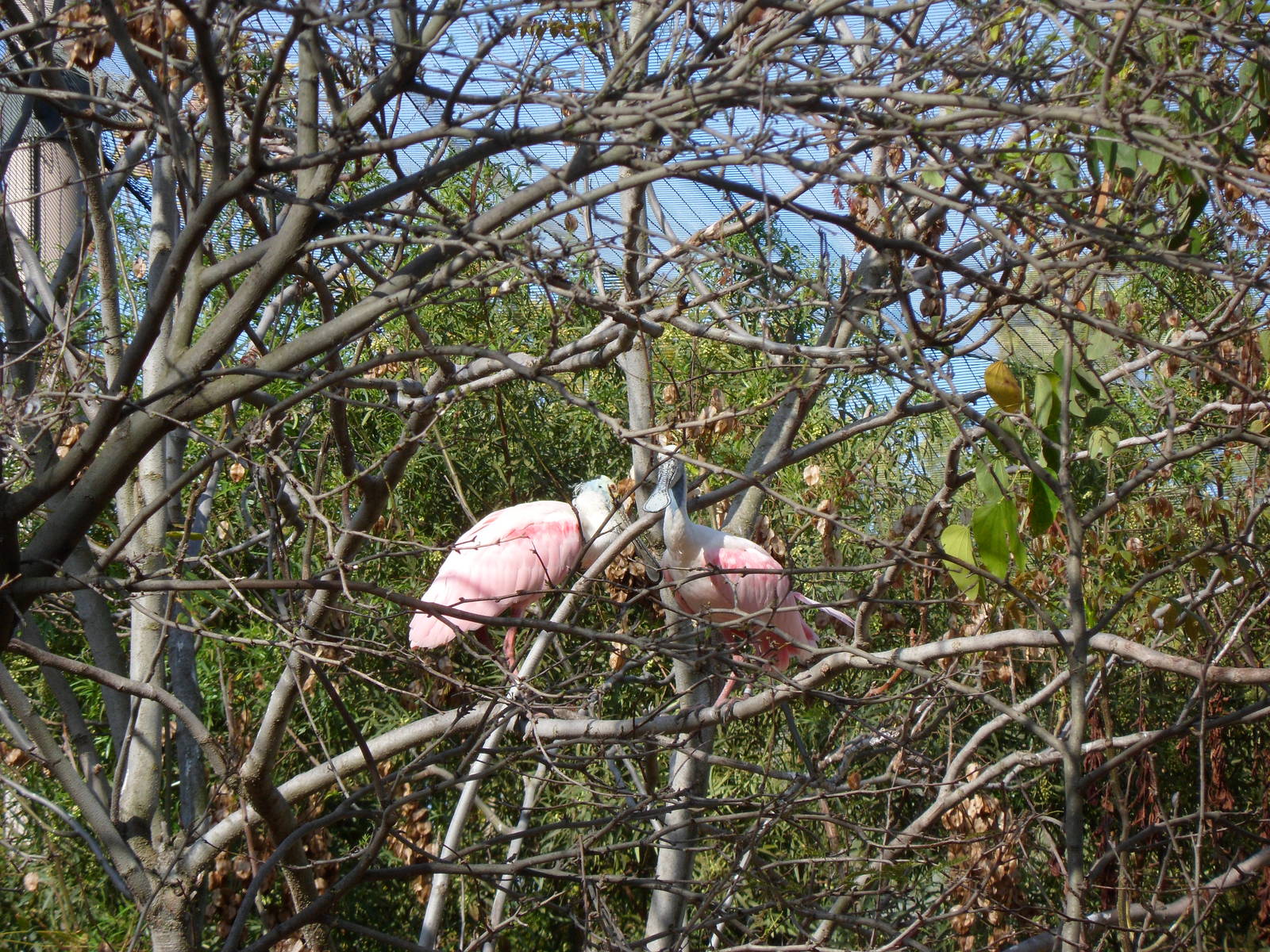 Roseate Spoonbill