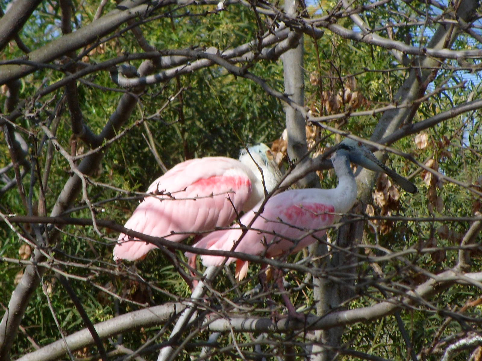 Roseate Spoonbill