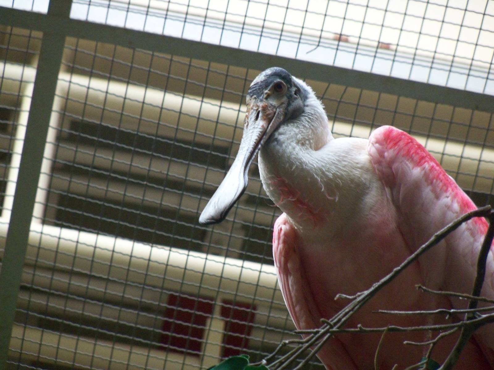 Roseate Spoonbill