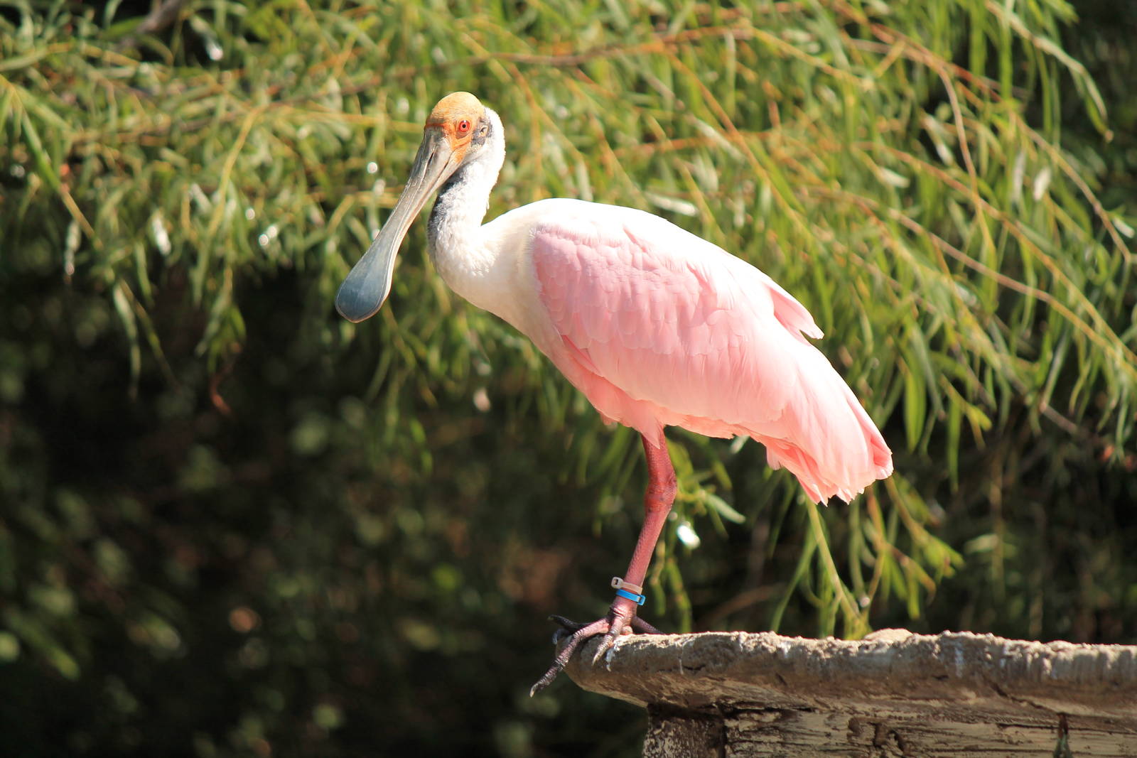 Roseate Spoonbill