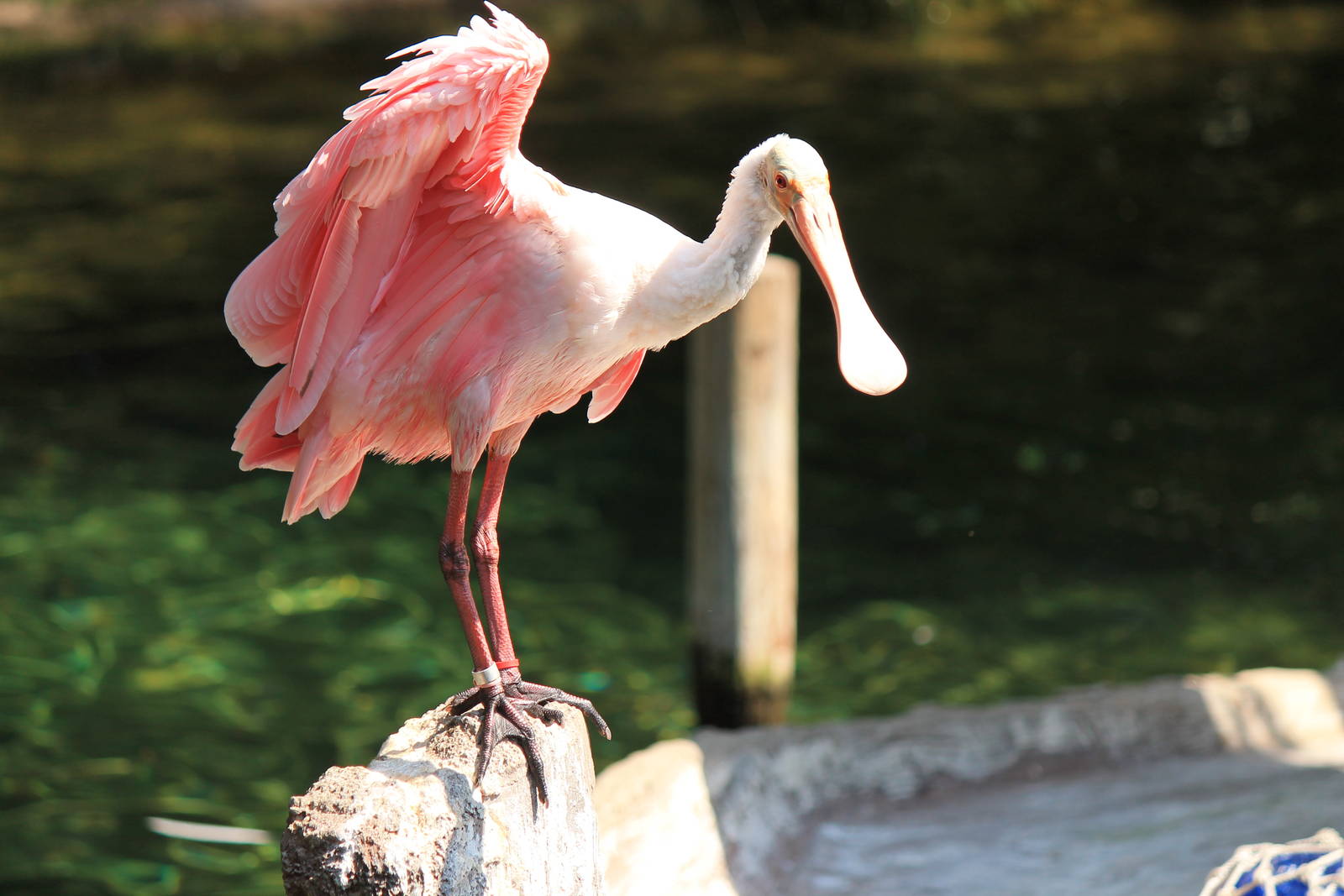 Roseate Spoonbill