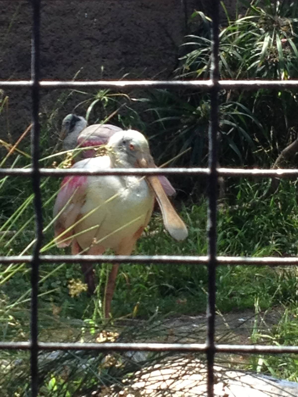 Roseate spoonbill