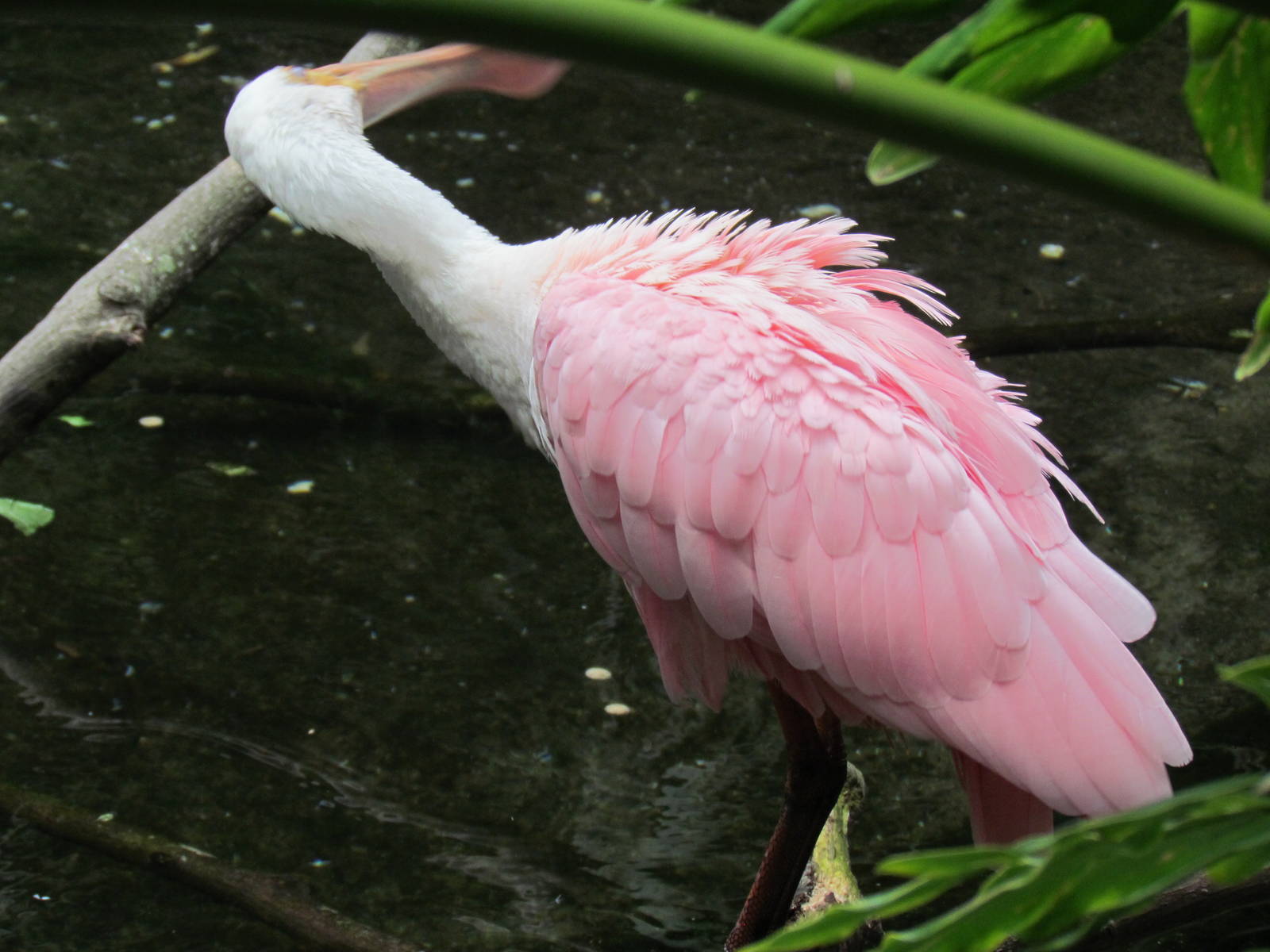 Roseate Spoonbill