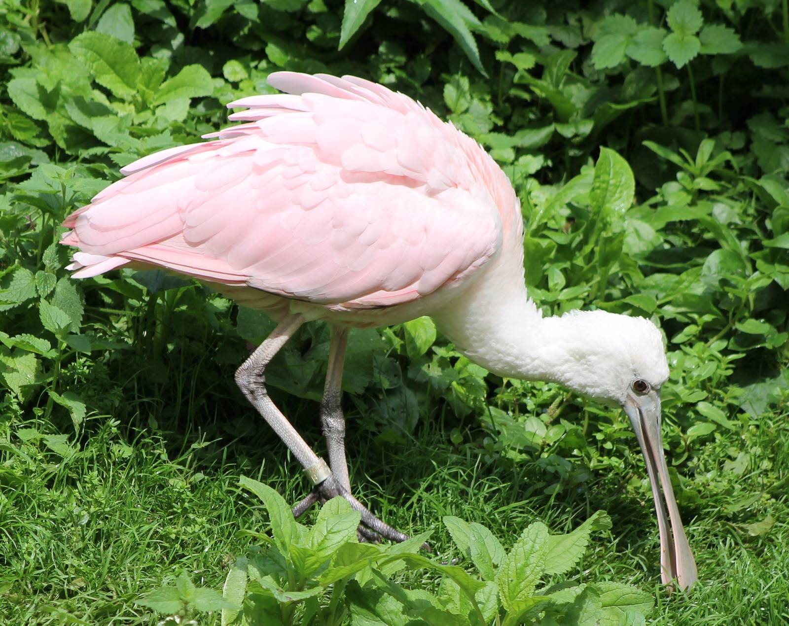 Roseate spoonbill