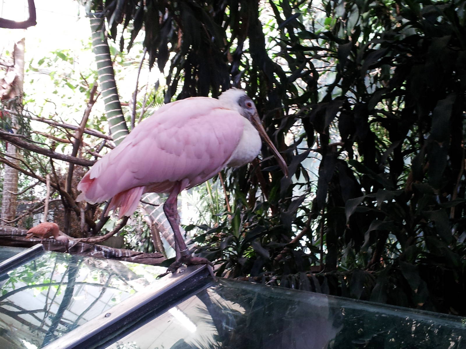 Roseate Spoonbill